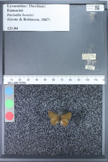 Media type: image;   Entomology 72151